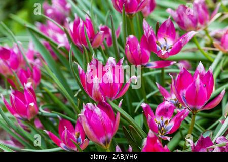 Red Tulip Tulipa 'Little Beauty' Banque D'Images