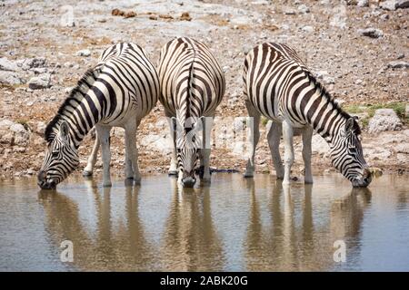 Trois zèbres côte à côte à un point d'eau potable, Etosha, Namibie, Afrique Banque D'Images