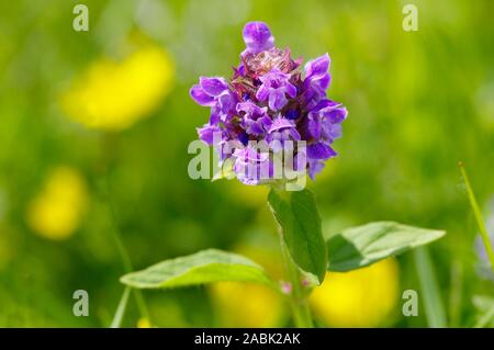 (Prunella vulgaris Common Selfheal), la floraison. Allemagne Banque D'Images