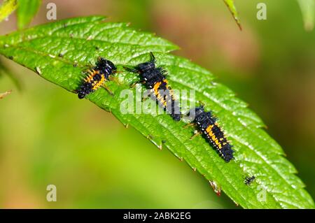 Coccinelle asiatique (Harmonia axyridis) trois larves sur un lleaf. Allemagne Banque D'Images