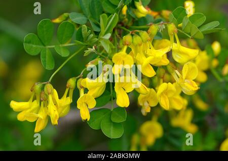 Senna (vessie Colutea arborescens), rameau en fleurs. Allemagne Banque D'Images