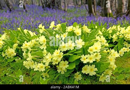 La floraison (Primula veris Cowslips commun) et l'anglais Bluebell (Hyacinthoides nonscripta) floraison en forêt, Essex, Grande Bretagne Banque D'Images