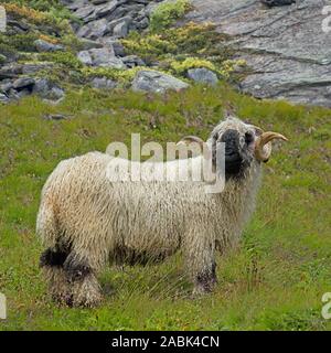 Le Valais les moutons. Ram debout sur pré alpin. Valais, Suisse Banque D'Images