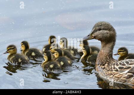 Le Canard colvert (Anas platyrhynchos). Mère et les canetons sur un étang, Suède Banque D'Images