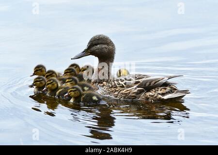 Le Canard colvert (Anas platyrhynchos). Mère et les canetons sur un étang, Suède Banque D'Images