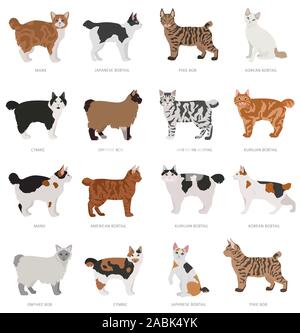 Type de queue courte bob cats. Les races de chats domestiques et hybrides collection isolated on white. Style plat. Vector illustration Illustration de Vecteur