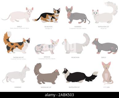 Chat De Race De Munchkin Ou De Saucisse Image Vectorielle Stock Alamy