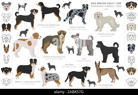 Berger et chiens de bergers collection isolated on white. Style plat. Autre couleur et pays d'origine. Vector illustration Illustration de Vecteur