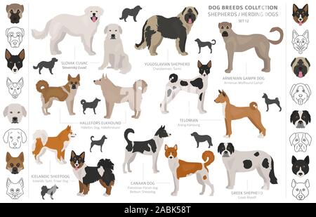 Berger et chiens de bergers collection isolated on white. Style plat. Autre couleur et pays d'origine. Vector illustration Illustration de Vecteur