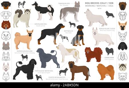 Groupe de travail, de service et de regarder les chiens collection isolated on white. Style plat. Autre couleur et pays d'origine. Vector illustration Illustration de Vecteur