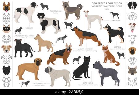 Groupe de travail, de service et de regarder les chiens collection isolated on white. Style plat. Autre couleur et pays d'origine. Vector illustration Illustration de Vecteur