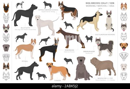 Groupe de travail, de service et de regarder les chiens collection isolated on white. Style plat. Autre couleur et pays d'origine. Vector illustration Illustration de Vecteur