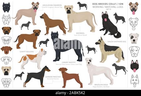 Groupe de travail, de service et de regarder les chiens collection isolated on white. Style plat. Autre couleur et pays d'origine. Vector illustration Illustration de Vecteur