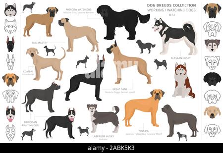 Groupe de travail, de service et de regarder les chiens collection isolated on white. Style plat. Autre couleur et pays d'origine. Vector illustration Illustration de Vecteur