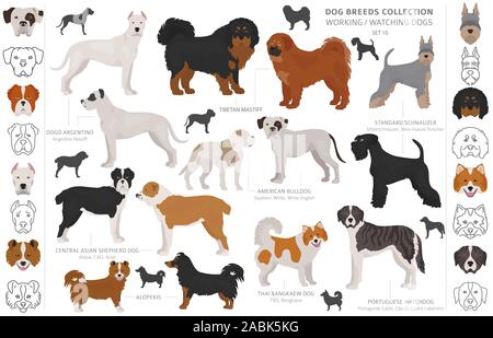 Groupe de travail, de service et de regarder les chiens collection isolated on white. Style plat. Autre couleur et pays d'origine. Vector illustration Illustration de Vecteur