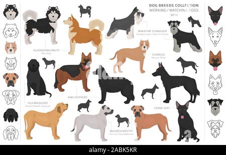 Groupe de travail, de service et de regarder les chiens collection isolated on white. Style plat. Autre couleur et pays d'origine. Vector illustration Illustration de Vecteur