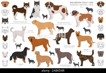 Groupe de travail, de service et de regarder les chiens collection isolated on white. Style plat. Autre couleur et pays d'origine. Vector illustration Illustration de Vecteur