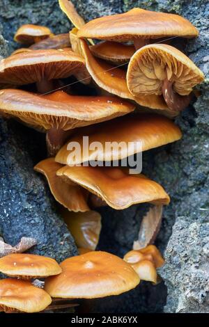 Les champignons, la queue de velours possible, Colybie a, sur tronc d'arbre mort, Glen Affric, Inverness, Ecosse, Highland Banque D'Images