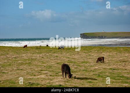 Le pâturage vert Pâturage Stormy Sea Lighthouse Brough de Birsay Mainland Les îles Orkney Ecosse Royaume-Uni cinq vaches vache brun noir un gr Banque D'Images