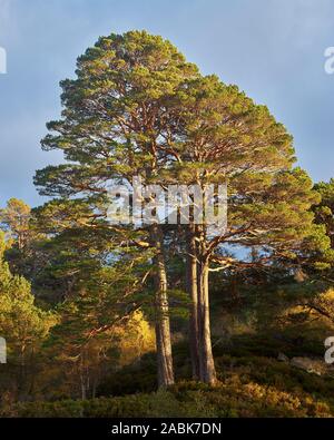 Arbres de pin sylvestre dans Glen Affric, Inverness, Ecosse, Highland Banque D'Images