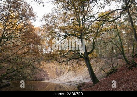 Vallée de l'eau paysage 'leudal' avec les chênes en automne et tortueux ruisseau Leubeek dans belle Limbourg, Pays-Bas Banque D'Images