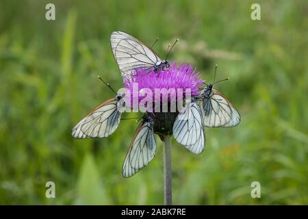 Blanc veiné noir (Aporia crataegi). Groupe sur une fleur pourpre. République tchèque Banque D'Images