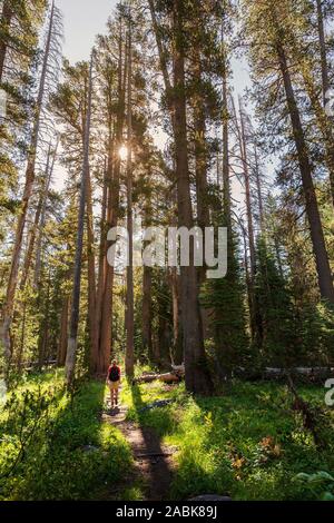 Femme marchant à travers les arbres conifères sur le sentier du lac du Luken in Yosemite National Park, CA, USA Banque D'Images