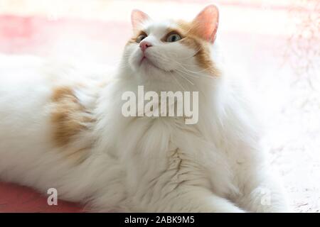 Chat turc de van aux yeux verts portant sur un isolé à fond rosâtre. Rose rose pastel arrière-plan flou. Beau chat avec Banque D'Images