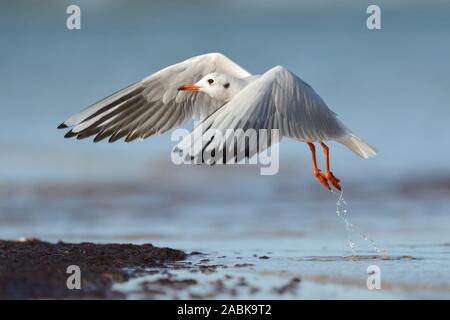 Chroicocephalus ridibundus Black-Headed Gull ( ) en hiver robe, décoller de la ligne d'eau, de la faune, de l'Europe. Banque D'Images