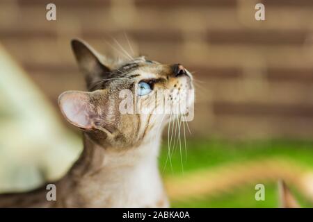 Portrait d'une belle Savane Serval kittin hybride chat avec des yeux très bleus. Arrière-plan flou marron Banque D'Images