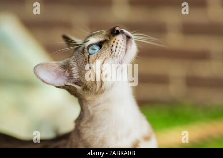 Portrait d'une belle Savane Serval kittin hybride avec des yeux très bleus jusqu'à Banque D'Images