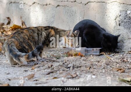 Deux chats errants mangent leur nourriture dans la rue. Banque D'Images