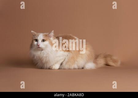 Chat turc de van Lightbrown avec des yeux verts et isolé sur un fond brun et en regardant légèrement vers la gauche. Furry fourrure blanche, cheveux longs avec Banque D'Images