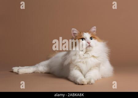 Van turc chat blanc et brun assis sur un poteau de éraflure Banque D'Images