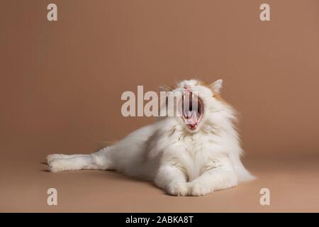 Chat turc de van isolés fixant le bâillement, isolée sur un fond beige brun montrant ses dents pointues et de la langue. Fourrure angora Blanc moelleux et br Banque D'Images