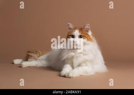 Chat turc de van isolé sur un fond brun légèrement à gauche. Fourrure angora blanche et marron détails, Big cat race. Big bright gree Banque D'Images