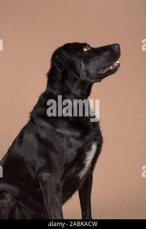 Un mignon petit chien domestique noir regardant à droite avec sa bouche ouverte sur un fond brun clair studio shot Banque D'Images