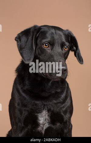 Cute black dog pet sitting en studio avec un fond brun à la recherche d'un peu triste. Détails sur le manteau blanc. Gros plan du visage. Portrait d'un bel Banque D'Images