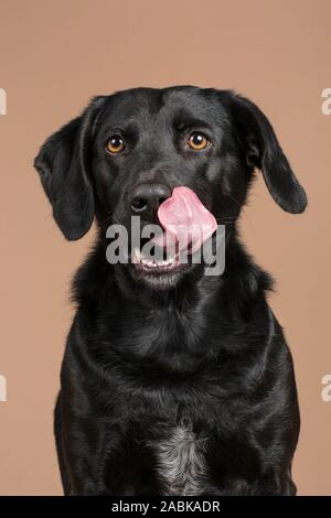Cute black dog pet sitting en studio avec un fond brun coller sa langue et lécher son visage, à la faim de quelques friandises. Close up of Banque D'Images