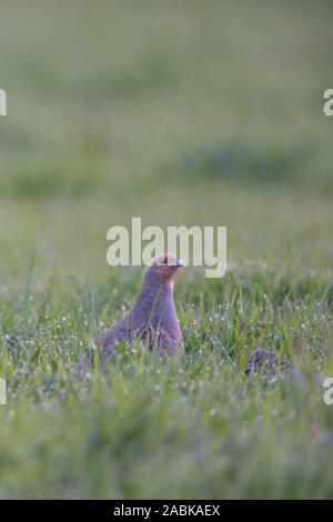 Perdrix grise Perdix perdix ( Rebhuehner / ), la marche à travers un champ de blé d'hiver, s'étirant le cou, regardant curieux, au début de la mes rêves Banque D'Images