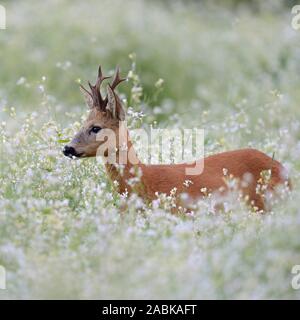 Roe Deer / Reh ( Capreolus capreolus ), fort agréable avec buck antlers, debout, se cachant dans un fleurissement printanier pré, une mer de fleurs, Banque D'Images