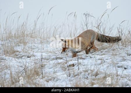 Red Fox / Rotfuchs ( Vulpes vulpes ) la chasse dans la neige, la fin de l'arrivée de l'hiver, l'environnement naturel, de la faune, de l'Europe. Banque D'Images