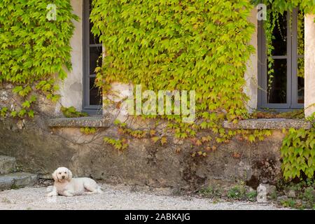 Curly blanc chien assis sur le terrain et à la recherche dans l'appareil photo devant un mur couvert de verdure plantes en France Banque D'Images