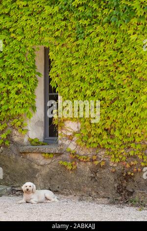 Curly blanc chien assis sur le terrain et à la recherche dans l'appareil photo devant un mur couvert de verdure plantes en France Banque D'Images