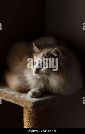 Van turc chat blanc et brun assis sur un poteau de éraflure Banque D'Images