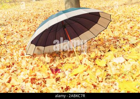 Parapluie est ouvert sur le feuillage de l'automne dans le parc. L'ensemble de la terre est couverte de feuilles d'automne et d'orrange jaune comme un magnifique tapis d'or Banque D'Images