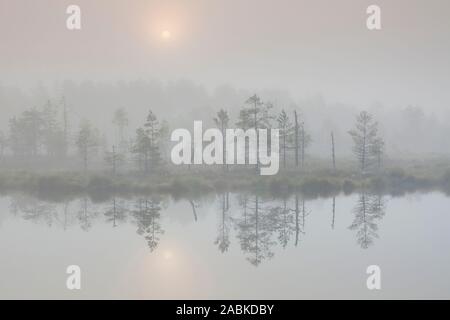 Matin humeur au bog, Knuthoejdsmossen en automne, Oerebro Laen, Suède Banque D'Images