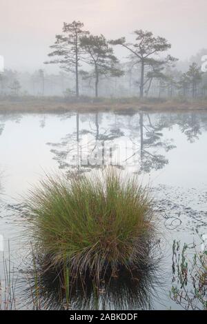 Matin humeur au bog, Knuthoejdsmossen en automne, Oerebro Laen, Suède Banque D'Images