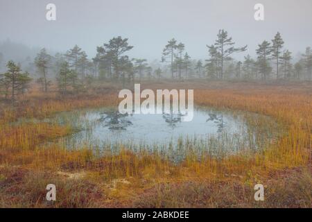 Matin humeur au bog, Knuthoejdsmossen en automne, Oerebro Laen, Suède Banque D'Images