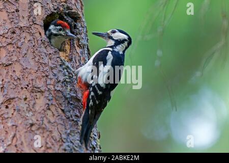 Great Spotted woodpecker (Picoides major, Dendrocopos major). Femelle adulte et de poussins de ponte dans le trou dans un tronc d'arbre. La Slovaquie Banque D'Images